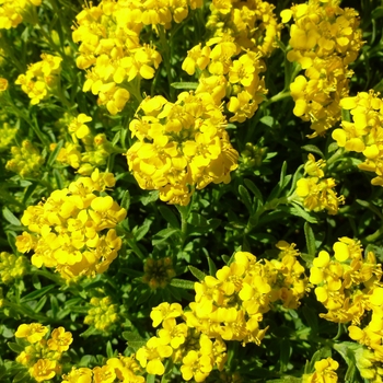 Alyssum wulfenianum 'Golden Spring' (133931)