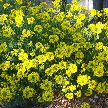 Alyssum wulfenianum 'Golden Spring' (133932)