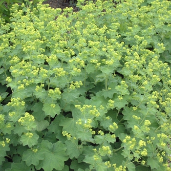 Alchemilla sericata 'Gold Strike' (133935)