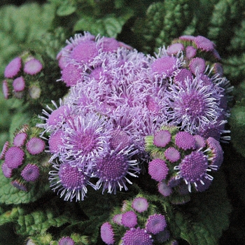 Ageratum houstonianum 'Aloha Blue' (133951)