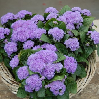 Ageratum houstonianum 'Aloha Blue' (133952)