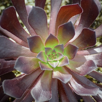 Aeonium arboreum 'Zwartkopf' (133961)