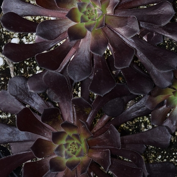 Aeonium arboreum 'Zwartkopf' (133962)