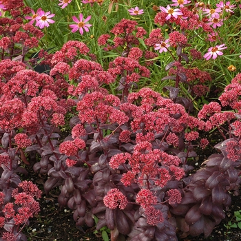 Sedum telephium Desert™ 'Red' (133981)