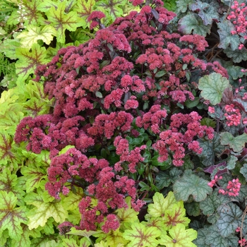 Sedum telephium Desert™ 'Red' (133982)