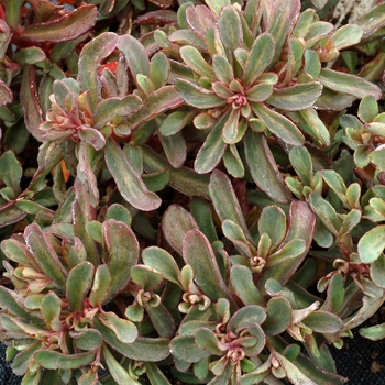 Sedum telephium Desert™ 'Red' (133983)