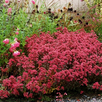 Sedum telephium Desert™ 'Red' (133984)