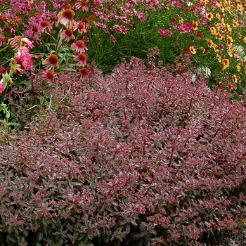 Sedum telephium Desert™ 'Red' (133985)