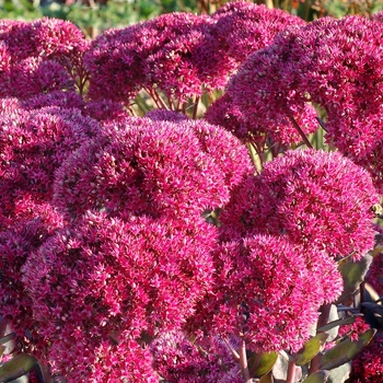 Sedum 'Thunderhead' (133988)