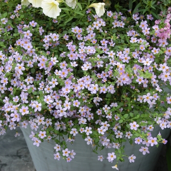 Sutera cordata Blutopia® '' (133991)