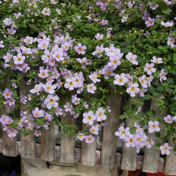 Sutera cordata Blutopia® '' (133992)