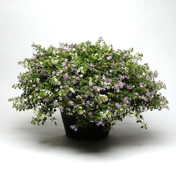 Sutera cordata Fuseables® 'Utopia Mix' (133996)