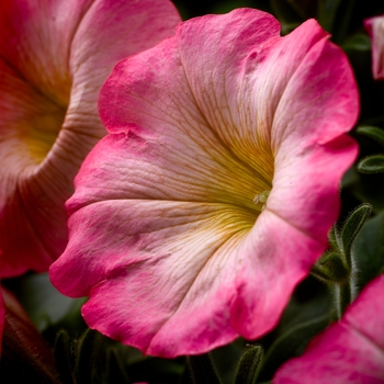 Petunia 'Happy Punch Banana' (134007)