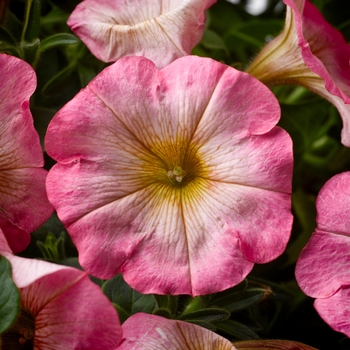 Petunia 'Happy Punch Banana' (134008)