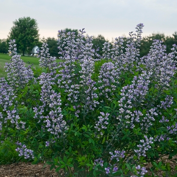 Baptisia 'Lavender Stardust' (134018)