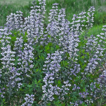 Baptisia 'Lavender Stardust' (134019)