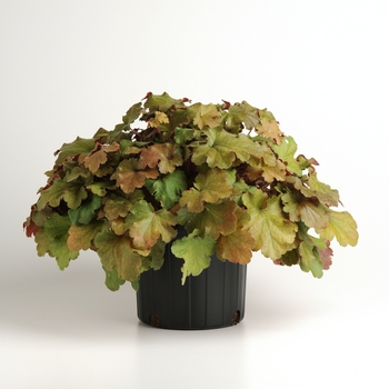 Heuchera 'Carnival Coffee Bean' (134021)