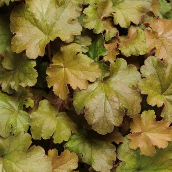 Heuchera 'Carnival Coffee Bean' (134022)