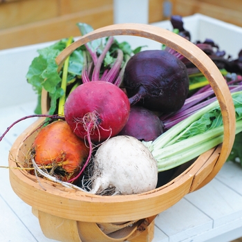 Beta vulgaris 'Rainbow Mix' (134025)