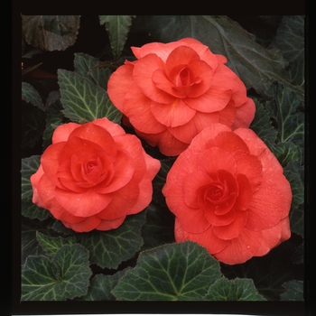 Begonia x tuberhybrida AmeriHybrid® 'Roseform Salmon' (134105)