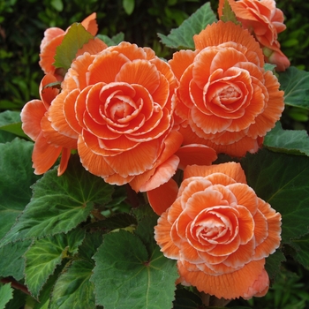 Begonia x tuberhybrida AmeriHybrid® 'Picotee Apricot Lace' (134114)