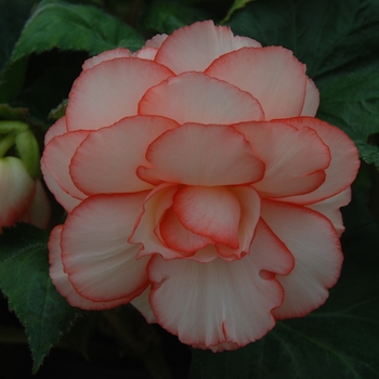 Begonia x tuberhybrida AmeriHybrid® 'Picotee Calypso' (134116)