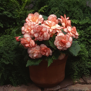 Begonia x tuberhybrida AmeriHybrid® 'Picotee Calypso' (134118)