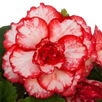 Begonia x tuberhybrida AmeriHybrid® 'Picotee Flamenco' (134119)