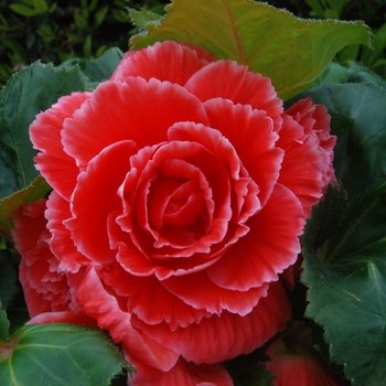 Begonia x tuberhybrida AmeriHybrid® 'Picotee Red Lace' (134124)