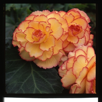 Begonia x tuberhybrida AmeriHybrid® 'Picotee Sunburst' (134125)