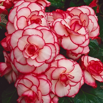 Begonia x tuberhybrida AmeriHybrid® 'Picotee White Red' (134129)