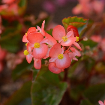 Begonia BabyWing® 'Bicolor' (134132)