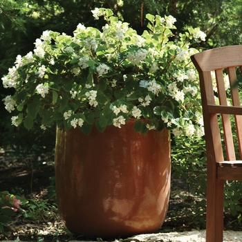 Begonia BabyWing® 'White' (134145)