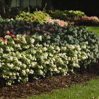 Begonia BabyWing® 'White' (134146)