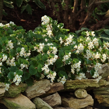 Begonia 