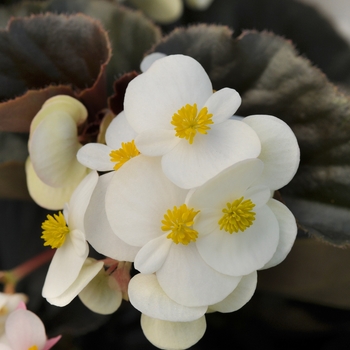 Begonia BabyWing® 'White Bronze Leaf' (134148)