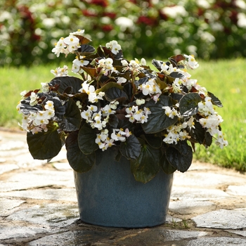 Begonia BabyWing® 'White Bronze Leaf' (134150)