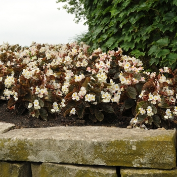 Begonia BabyWing® 'White Bronze Leaf' (134151)