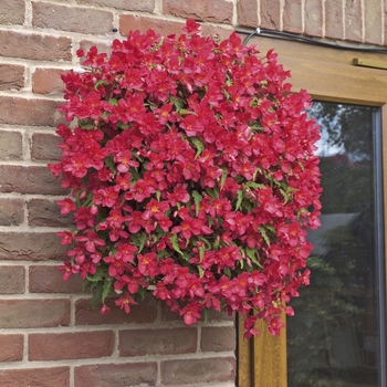 Begonia boliviensis 'Bon Bon Cherry' (134162)