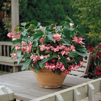 Begonia Dragon Wing® 'Pink' (134167)