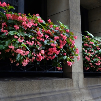 Begonia Dragon Wing® 'Pink' (134169)