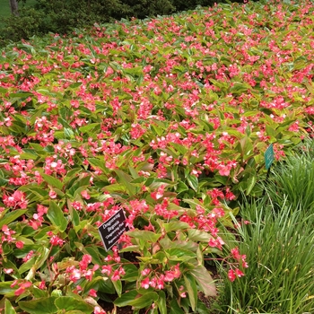 Begonia Dragon Wing® 'Pink' (134170)