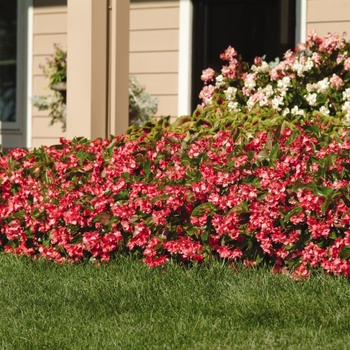 Begonia Dragon Wing® 'Pink' (134171)