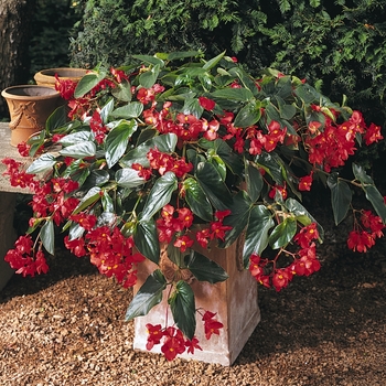 Begonia Dragon Wing® 'Red' (134174)