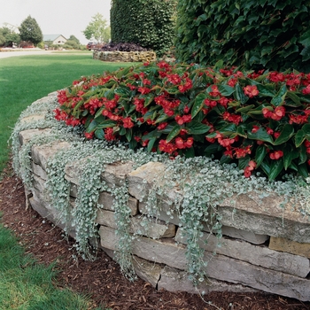 Begonia Dragon Wing® 'Red' (134176)