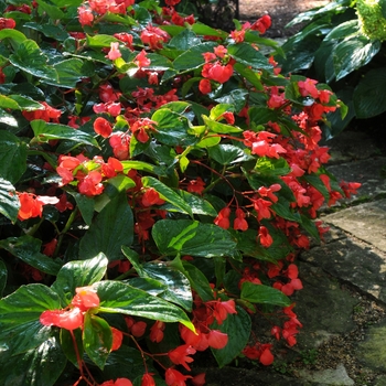 Begonia Dragon Wing® 'Red' (134177)