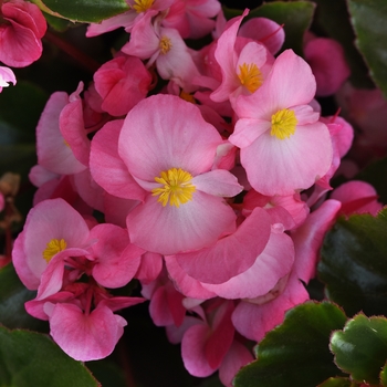 Begonia Megawatt™ 'Pink Green Leaf' (134195)