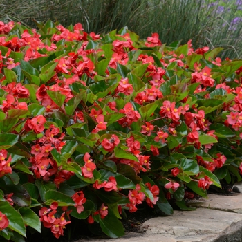 Begonia Megawatt™ 'Red Green Leaf' (134201)