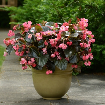 Begonia Megawatt™ 'Rose Bronze Leaf Improved' (134204)