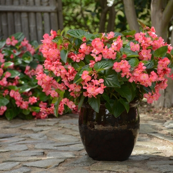 Begonia Megawatt™ 'Rose Green Leaf' (134207)